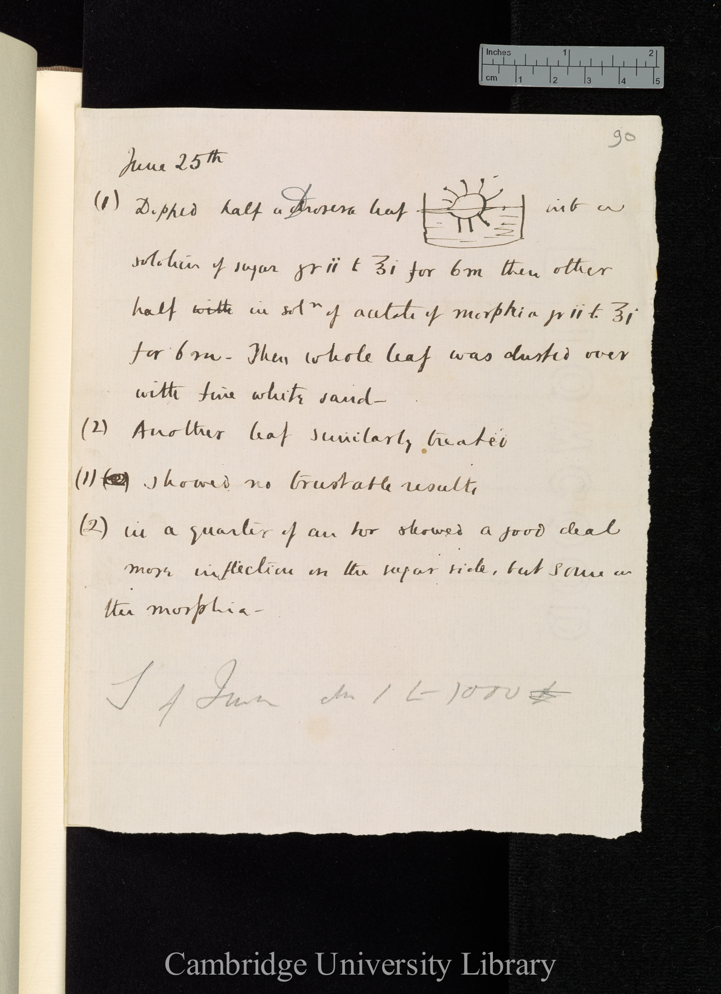 (1) Dipped half a Drosera leaf [diagram] into a solution of sugar [application also of acetate of morphia, sulphate of quinine]