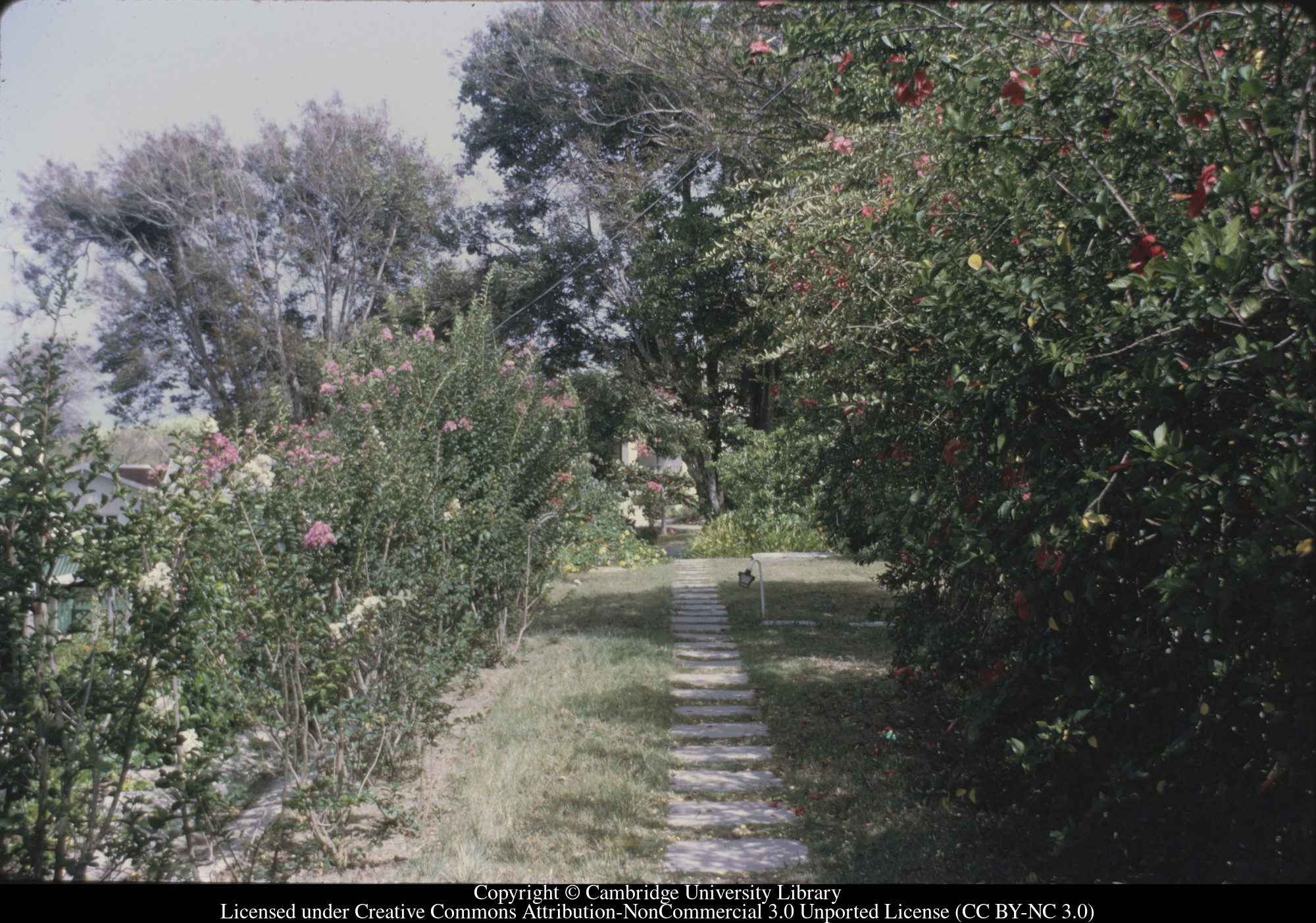 St Kitts : Fairview Garden, 1972
