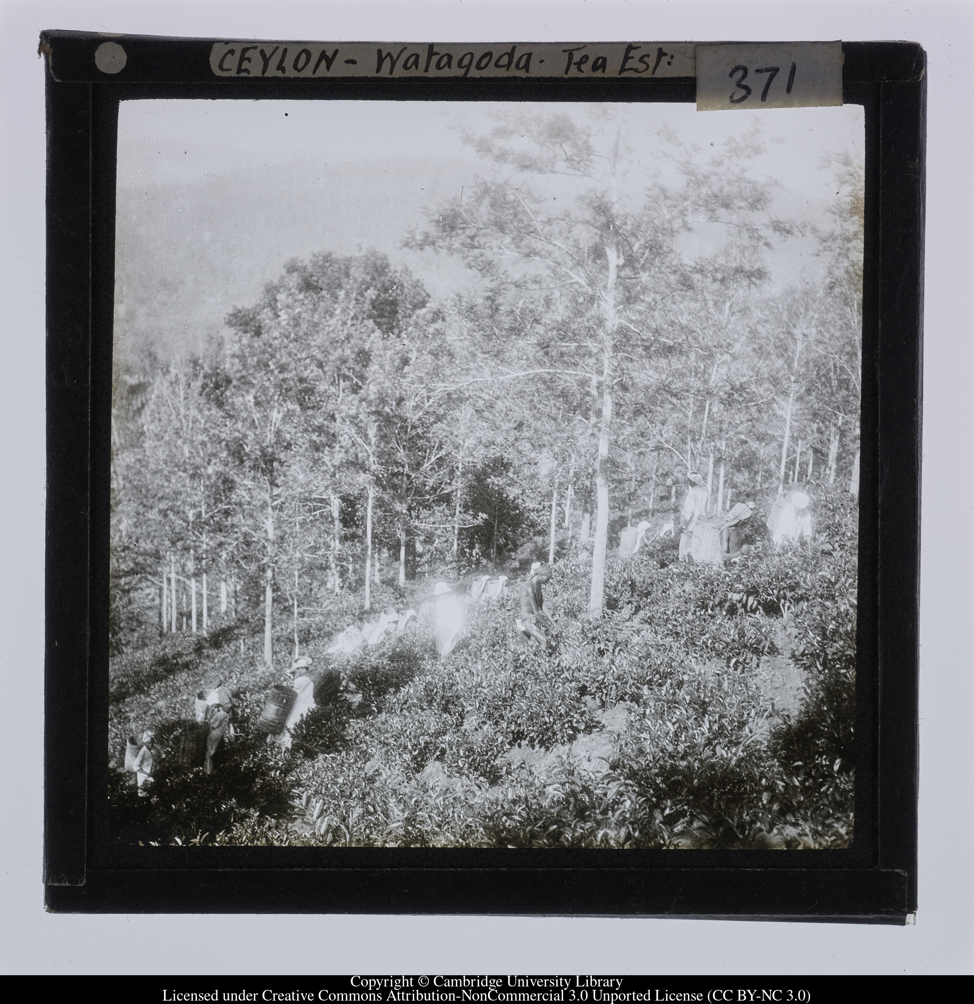 Ceylon [i.e. Sri Lanka] - Watagoda Tea Est, 1910 - 1911