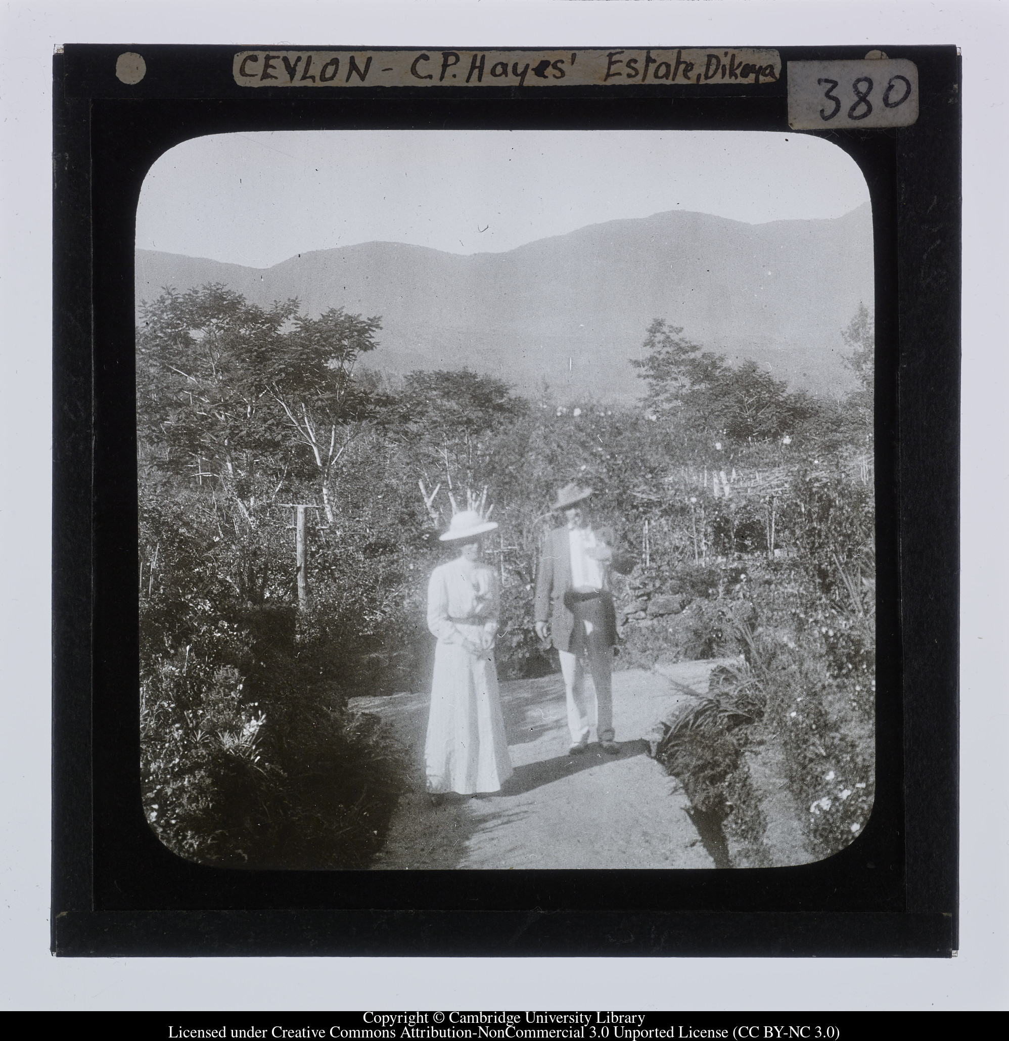 Ceylon [i.e. Sri Lanka] - C.P. Hayes&#39; Estate, Dikoya, 1910 - 1911
